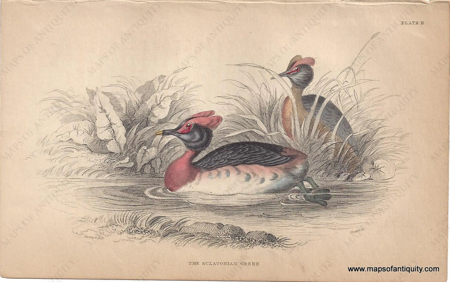 Genuine-Antique-Print-The-Sclavonian-Grebe-1840-Jardine-Lizars-Maps-Of-Antiquity