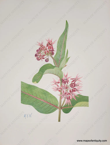 Genuine-Antique-Botanical-Print-Showy-Milkweed-1925-Mary-Vaux-Walcott-Maps-Of-Antiquity