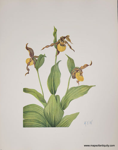 Genuine-Antique-Botanical-Print-Small-yellow-Ladyslipper-1925-Mary-Vaux-Walcott-Maps-Of-Antiquity