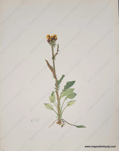 Genuine-Antique-Botanical-Print-Rayless-Groundsel-1925-Mary-Vaux-Walcott-Maps-Of-Antiquity