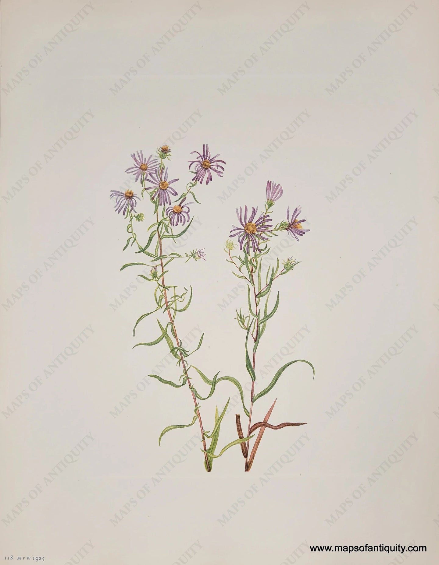 Genuine-Antique-Botanical-Print-Prairie-Aster-1925-Mary-Vaux-Walcott-Maps-Of-Antiquity