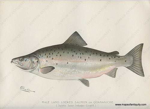 Original-Antique-Chromolithograph-Male-Land-Locked-Salmon-or-Quananiche.-Natural-History-Prints-Fish-1900-Denton-Maps-Of-Antiquity