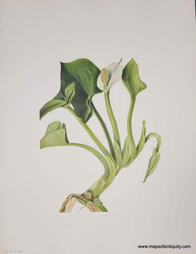 Genuine-Antique-Botanical-Print-Wild-Calla-1925-Mary-Vaux-Walcott-Maps-Of-Antiquity