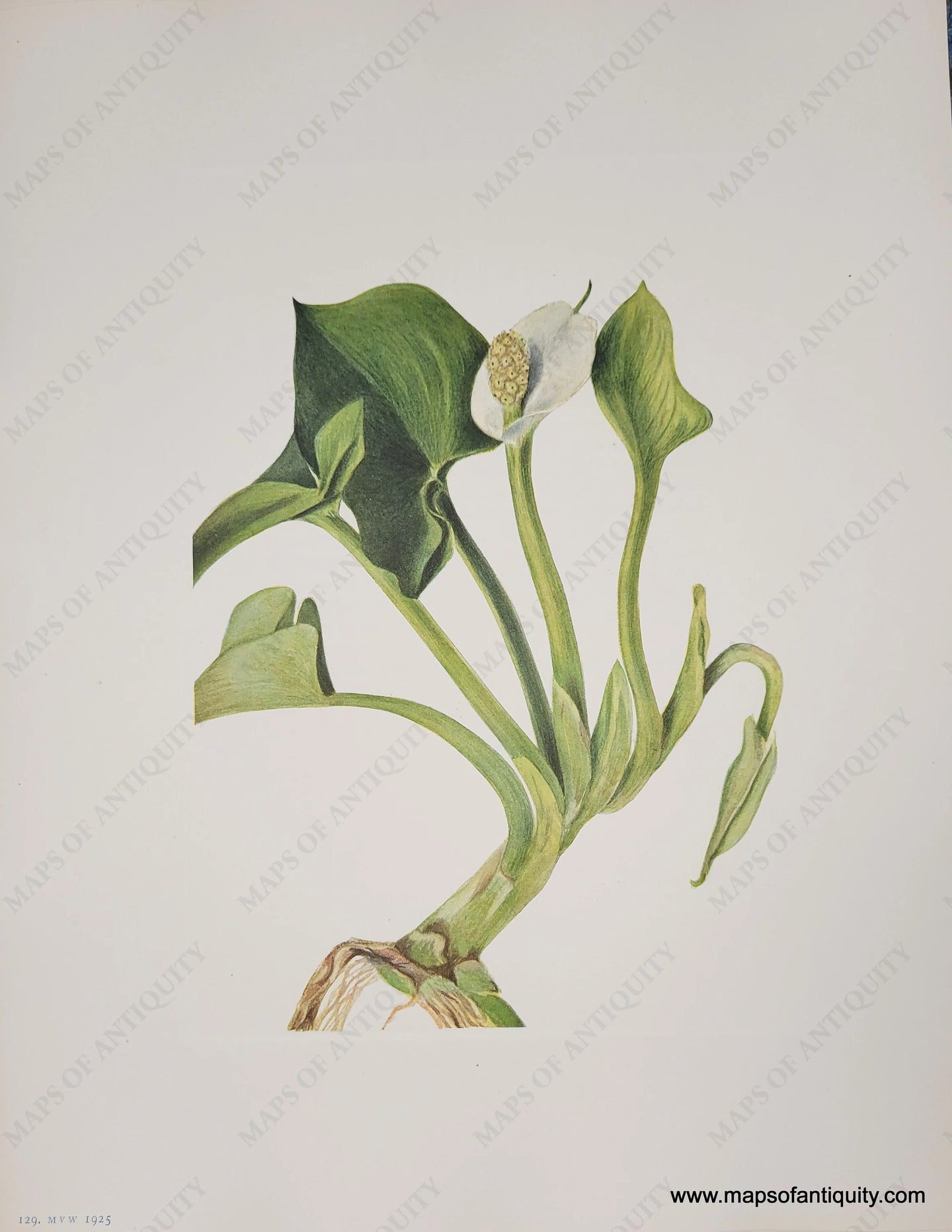 Genuine-Antique-Botanical-Print-Wild-Calla-1925-Mary-Vaux-Walcott-Maps-Of-Antiquity