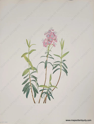 Genuine-Antique-Botanical-Print-Bog-Kalmia-1925-Mary-Vaux-Walcott-Maps-Of-Antiquity