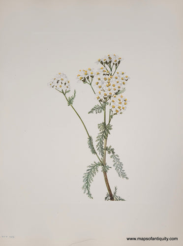 Genuine-Antique-Botanical-Print-Western-Yarrow-1925-Mary-Vaux-Walcott-Maps-Of-Antiquity