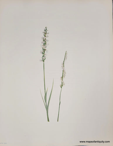 Genuine-Antique-Botanical-Print-Nodding-Ladies-tresses-and-Slender-Ladies-tresses-1925-Mary-Vaux-Walcott-Maps-Of-Antiquity