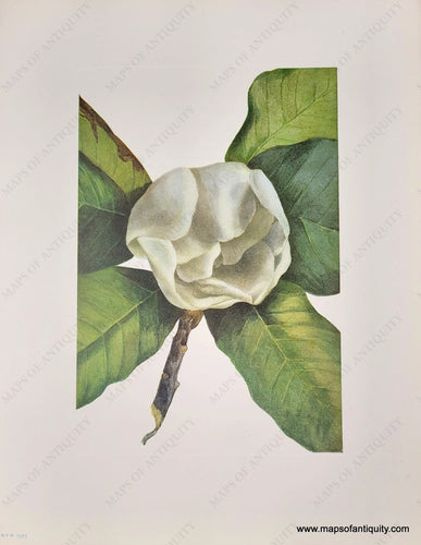 Genuine-Antique-Botanical-Print-Southern-Magnolia-flower--1925-Mary-Vaux-Walcott-Maps-Of-Antiquity