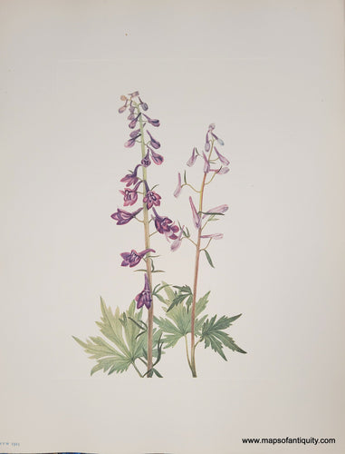 Genuine-Antique-Botanical-Print-Tall-Larkspur-1925-Mary-Vaux-Walcott-Maps-Of-Antiquity