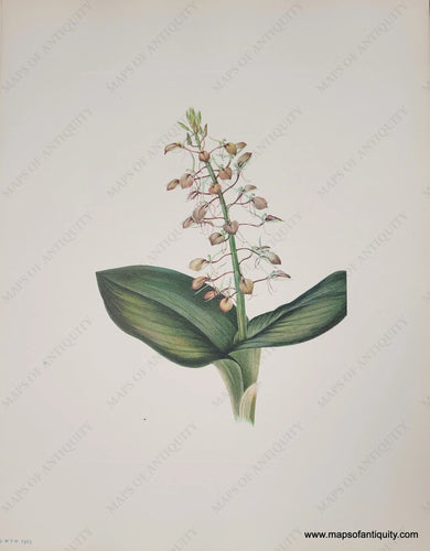 Genuine-Antique-Botanical-Print-Lily-Twayblade-1925-Mary-Vaux-Walcott-Maps-Of-Antiquity