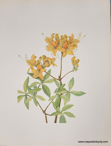 Genuine-Antique-Botanical-Print-Flame-Azalea-1925-Mary-Vaux-Walcott-Maps-Of-Antiquity