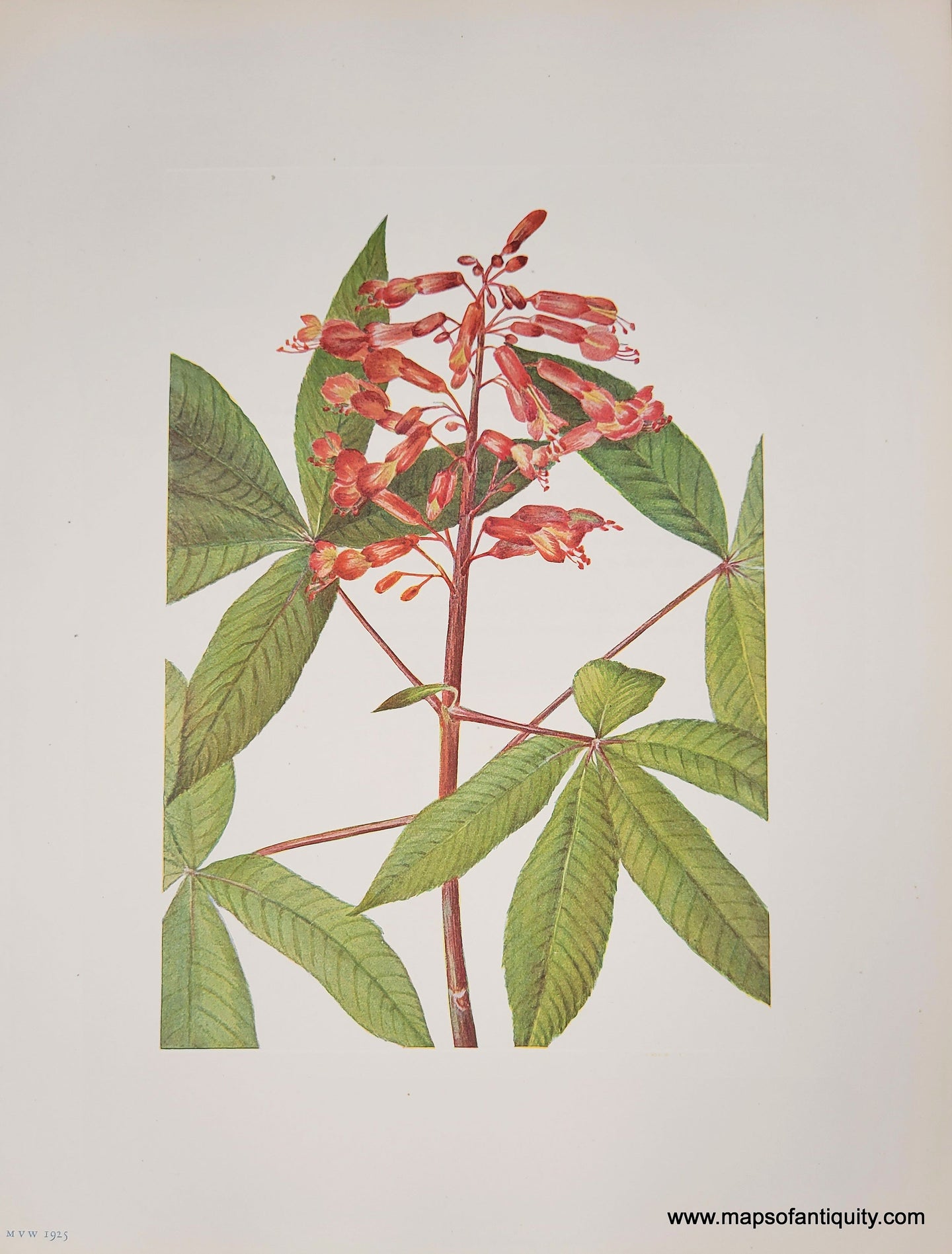 Genuine-Antique-Botanical-Print-Red-Buckeye-1925-Mary-Vaux-Walcott-Maps-Of-Antiquity