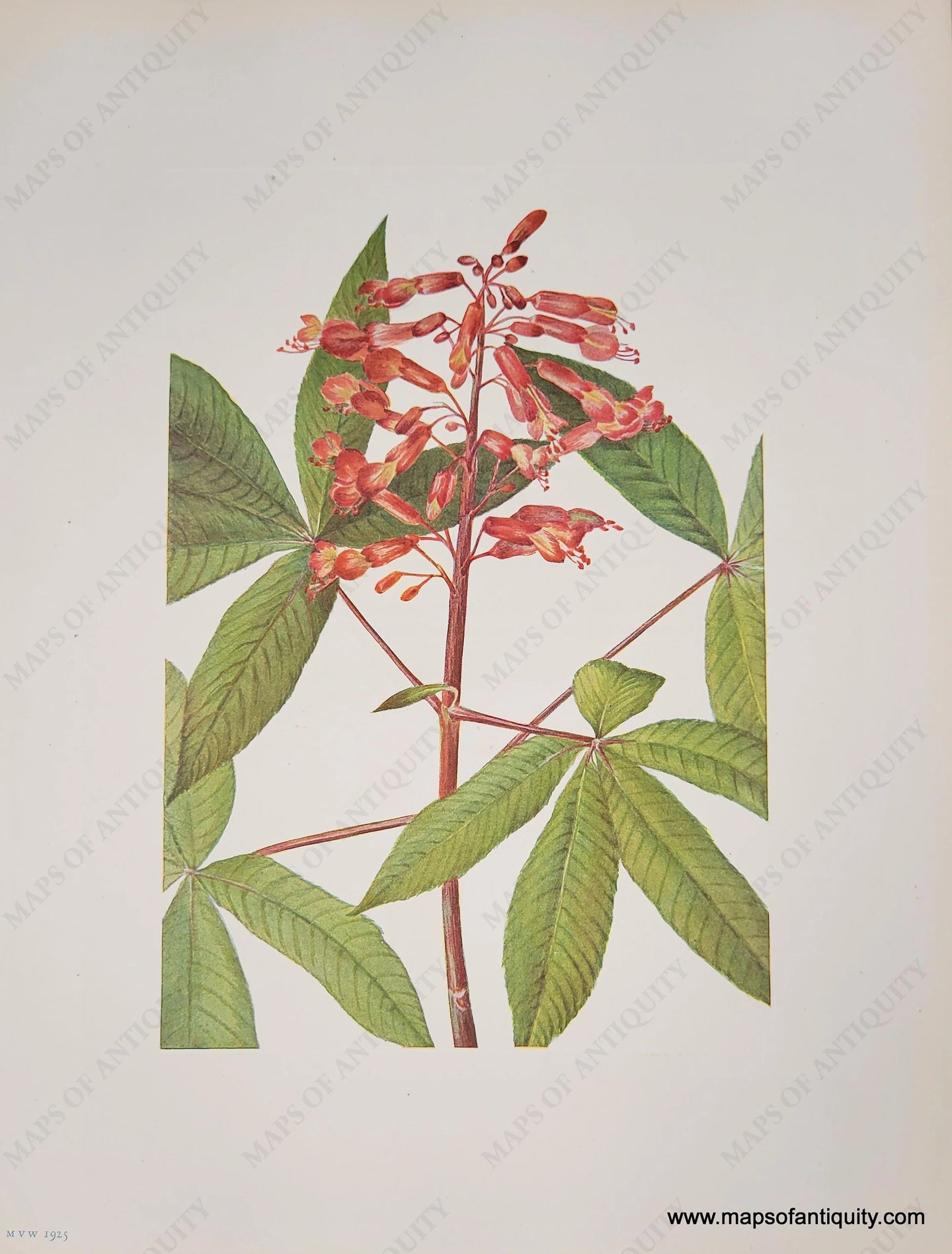 Genuine-Antique-Botanical-Print-Red-Buckeye-1925-Mary-Vaux-Walcott-Maps-Of-Antiquity