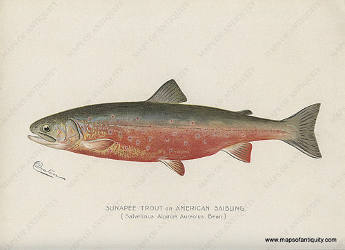 Original-Antique-Chromolithograph-Sunapee-Trout-or-American-Saibling.**********-Natural-History-Prints-Fish-1900-Denton-Maps-Of-Antiquity