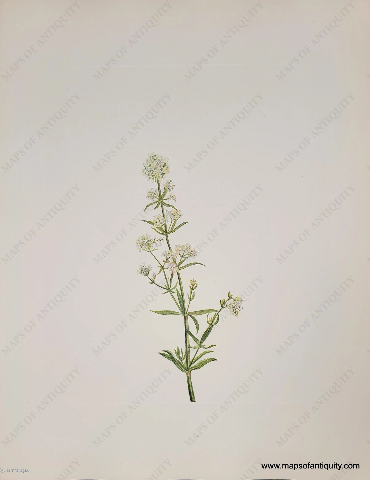 Genuine-Antique-Botanical-Print-Northern-Bedstraw-1925-Mary-Vaux-Walcott-Maps-Of-Antiquity