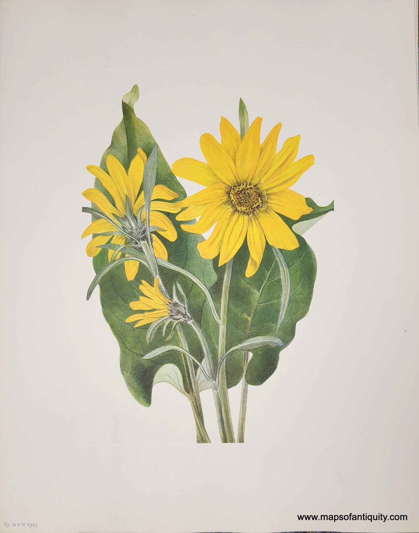 Genuine-Antique-Botanical-Print-Balsamroot-1925-Mary-Vaux-Walcott-Maps-Of-Antiquity