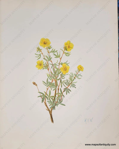 Genuine-Antique-Botanical-Print-Bush-Cinquefoil-1925-Mary-Vaux-Walcott-Maps-Of-Antiquity