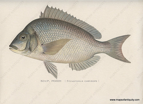 Original-Antique-Chromolithograph-Scup-Porgy-Fish-Natural-History-Prints-Fish-1900-Denton-Maps-Of-Antiquity