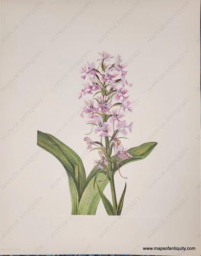 Genuine-Antique-Botanical-Print-Large-Purple-Fringed-orchid-1925-Mary-Vaux-Walcott-Maps-Of-Antiquity