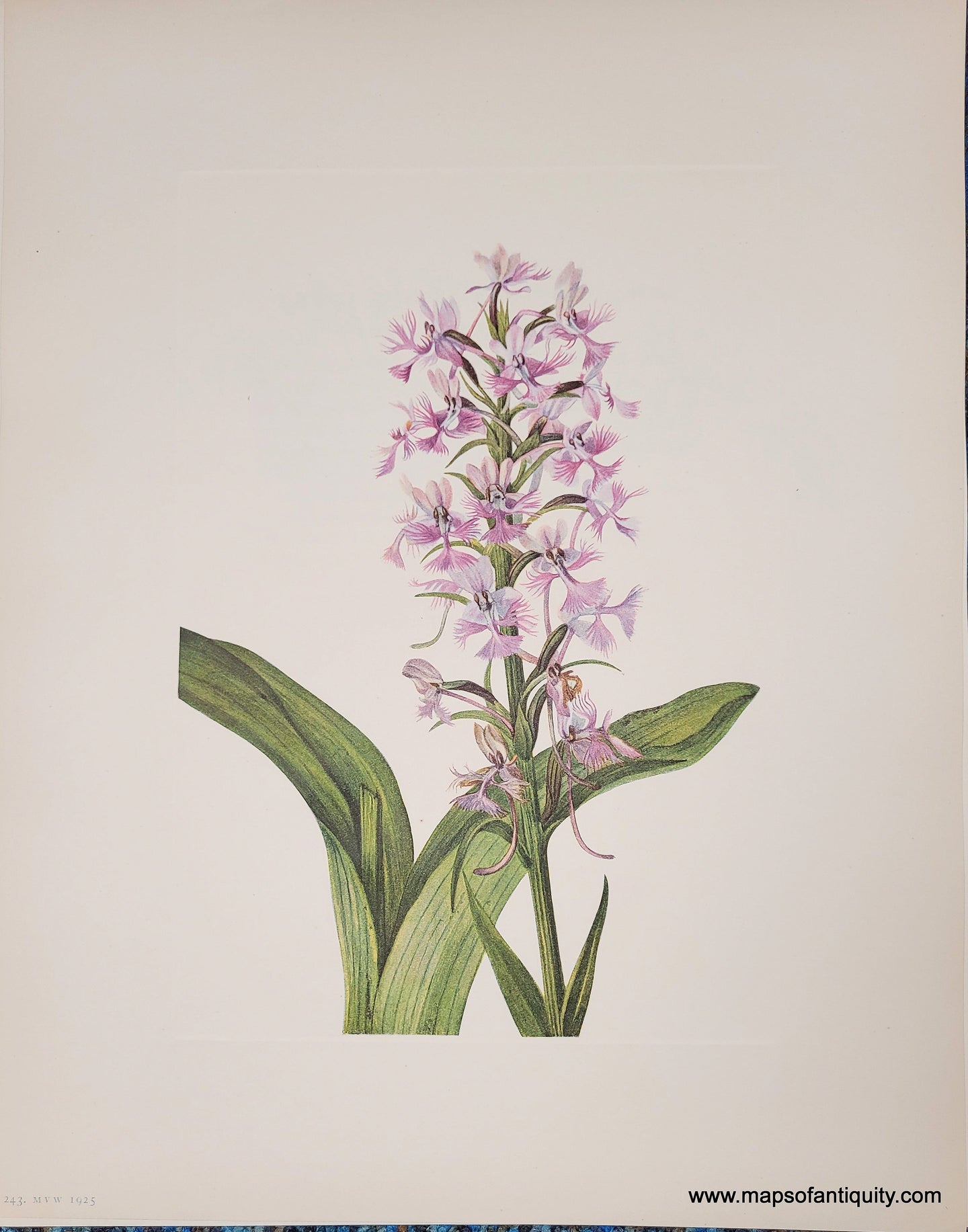 Genuine-Antique-Botanical-Print-Large-Purple-Fringed-orchid-1925-Mary-Vaux-Walcott-Maps-Of-Antiquity