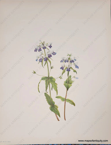 Genuine-Antique-Botanical-Print-Blue-eyed-mary-1925-Mary-Vaux-Walcott-Maps-Of-Antiquity