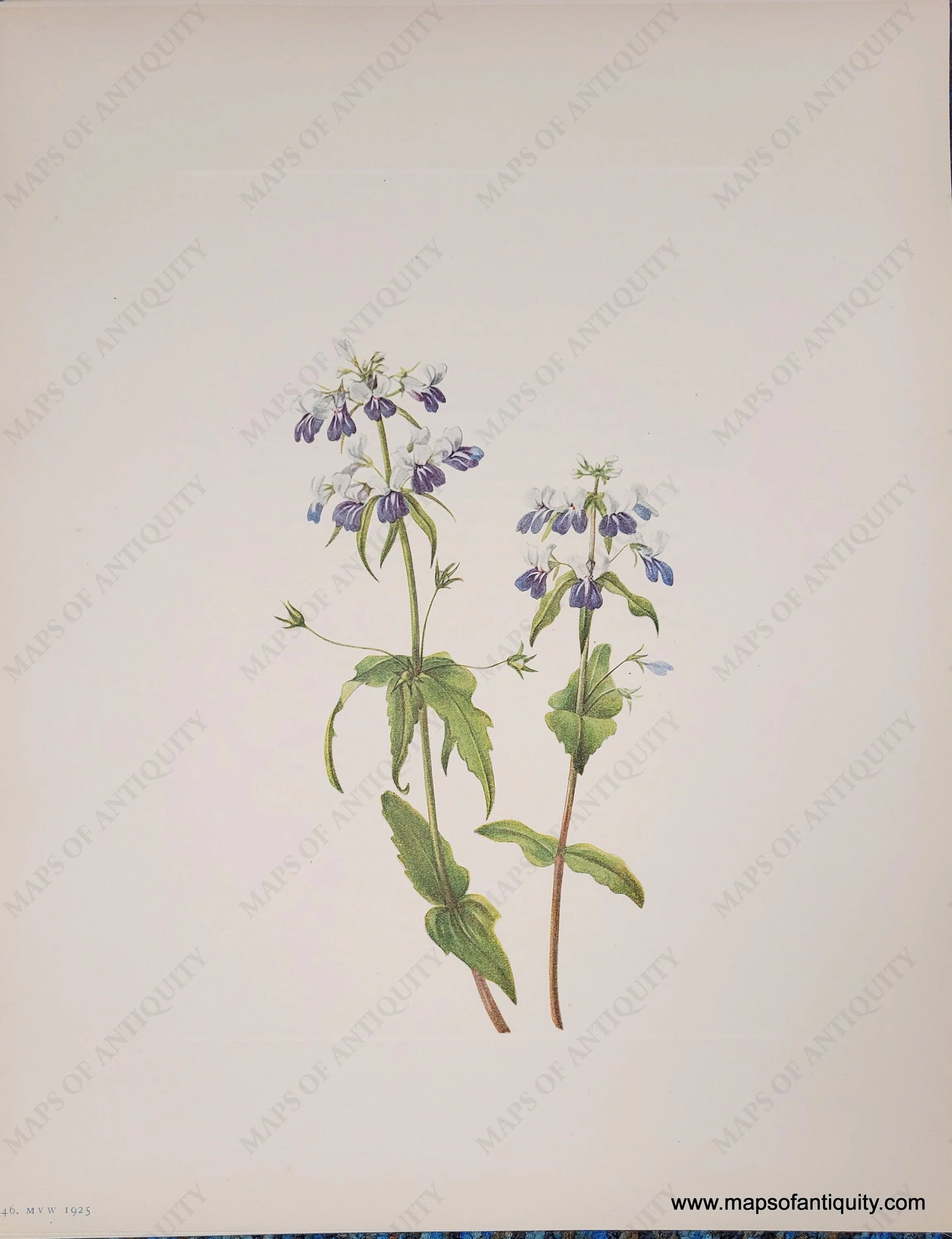 Genuine-Antique-Botanical-Print-Blue-eyed-mary-1925-Mary-Vaux-Walcott-Maps-Of-Antiquity