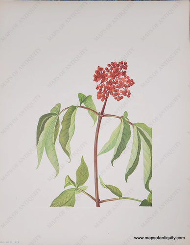 Genuine-Antique-Botanical-Print-Scarlet-Elder-1925-Mary-Vaux-Walcott-Maps-Of-Antiquity