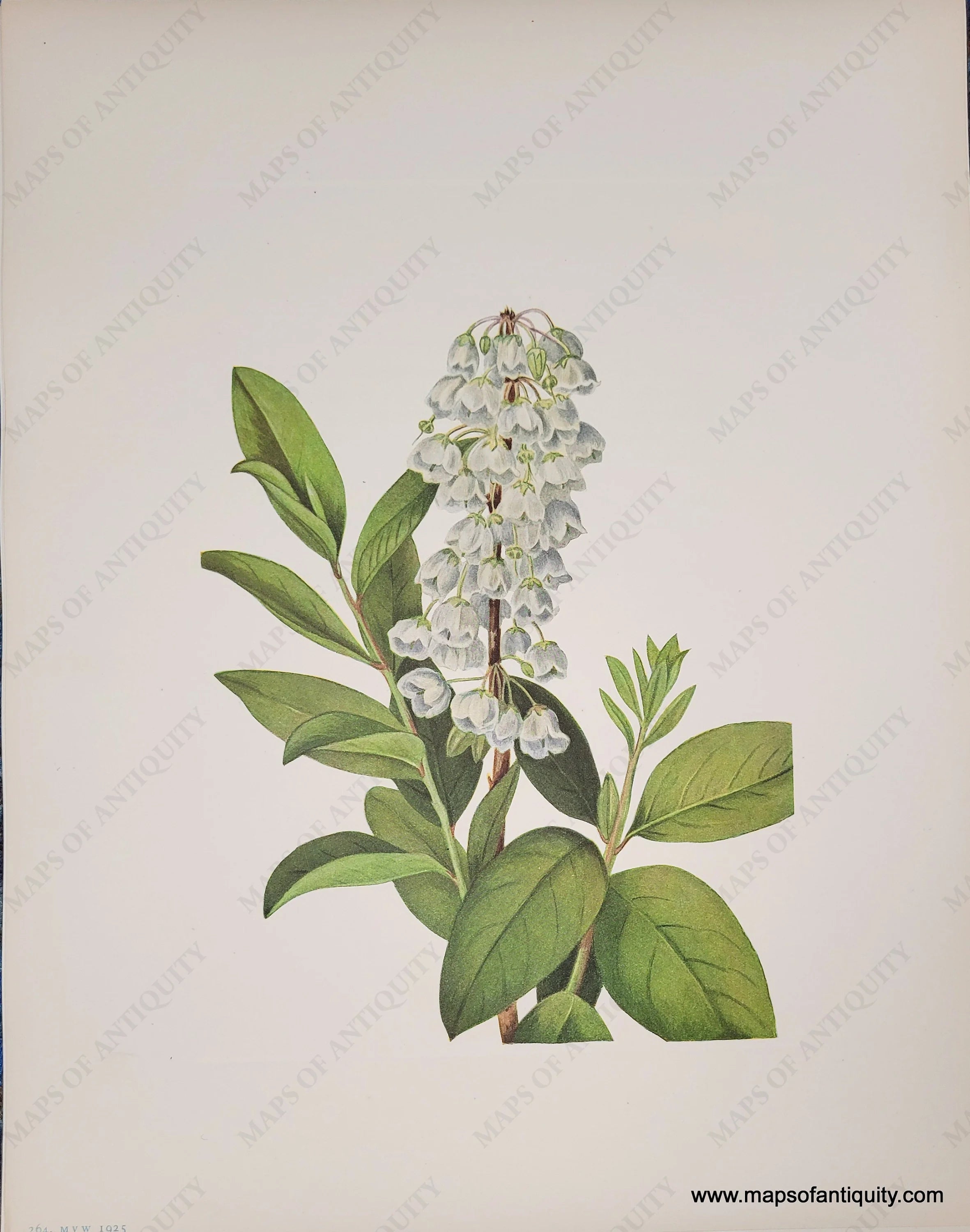 1925 Genuine Antique Botanical Print Zenobia – Maps of Antiquity