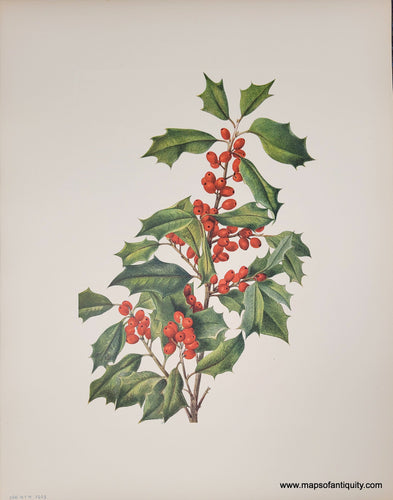 Genuine-Antique-Botanical-Print-American-Holly-1925-Mary-Vaux-Walcott-Maps-Of-Antiquity