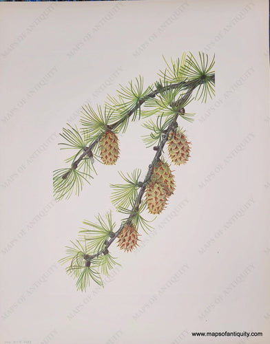 Genuine-Antique-Botanical-Print-Western-Larch-1925-Mary-Vaux-Walcott-Maps-Of-Antiquity