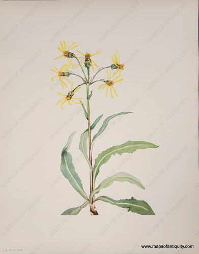 Genuine-Antique-Botanical-Print-Mourning-Groundsel-1925-Mary-Vaux-Walcott-Maps-Of-Antiquity