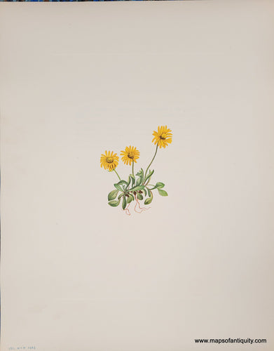 Genuine-Antique-Botanical-Print-Golden-Fleabane-1925-Mary-Vaux-Walcott-Maps-Of-Antiquity