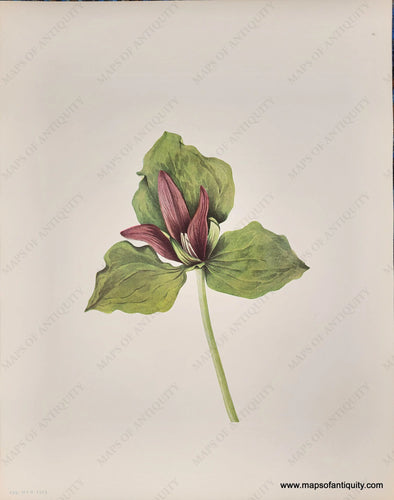 Genuine-Antique-Botanical-Print-Giant-Trillium-1925-Mary-Vaux-Walcott-Maps-Of-Antiquity