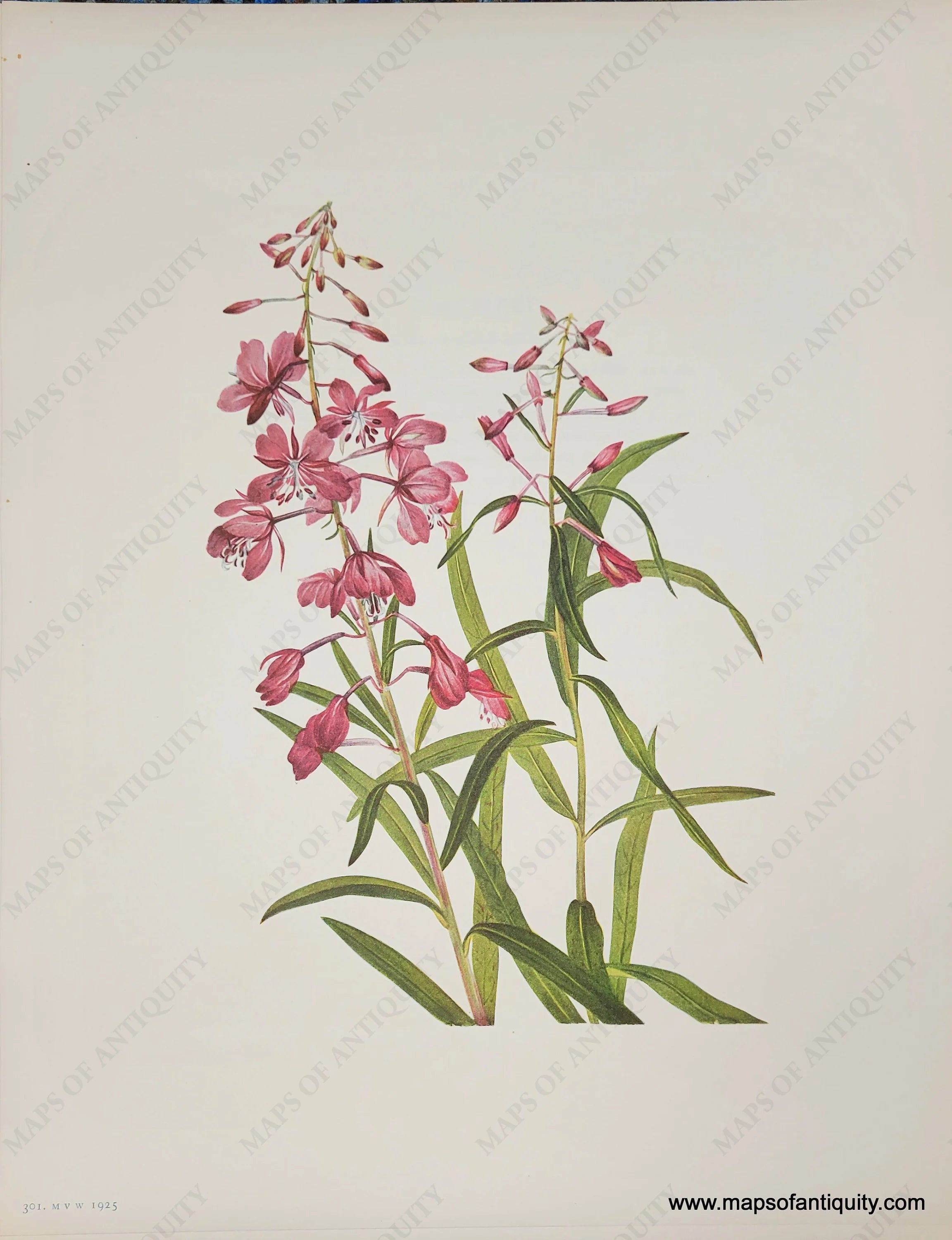 1925 Genuine Antique Botanical Print Fireweed – Maps of Antiquity