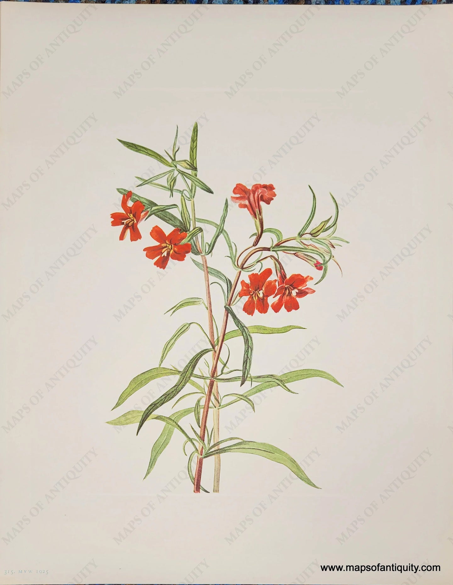 Genuine-Antique-Botanical-Print-Red-Monkeyflower-1925-Mary-Vaux-Walcott-Maps-Of-Antiquity