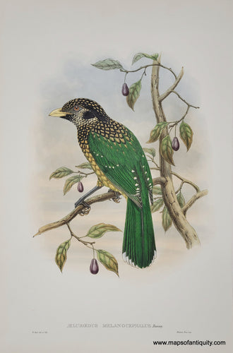 A bird sits with its back to the viewer on a branch. its back is green, front gold, and head is a mix of black and gold. the tree has some small purple fruits (plums?) and green leaves.  Genuine-Antique-Print-Ailuroedus-melanocephalus-1881-1888-Gould-Hart-Maps-Of-Antiquity