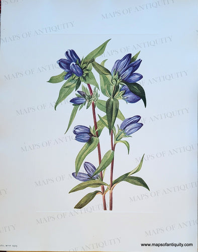 Genuine-Antique-Botanical-Print-Bottle-Gentian-Gentiana-saponaria-Linnaeus-1925-Mary-Vaux-Walcott-Maps-Of-Antiquity