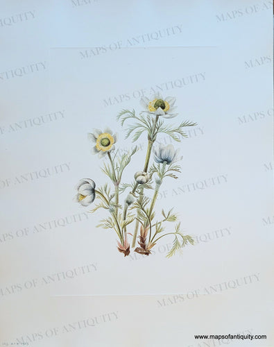 Genuine-Antique-Botanical-Print-Plume-Anemone-flower---Pulsatilla-occidentalis-Watson-Freyn-1925-Mary-Vaux-Walcott-Maps-Of-Antiquity
