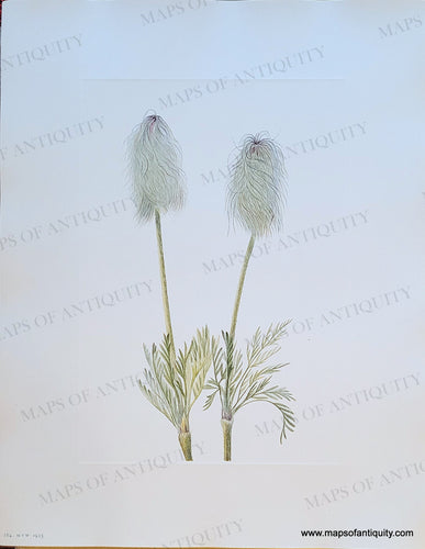Genuine-Antique-Botanical-Print-Plume-Anemone-fruit---Pulsatilla-occidentalis-Watson-Freyn-1925-Mary-Vaux-Walcott-Maps-Of-Antiquity