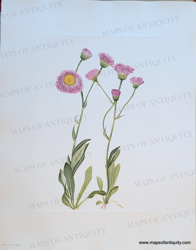 Genuine-Antique-Botanical-Print-Meadow-Fleabane-Erigeron-speciosus-De-Candolle-1925-Mary-Vaux-Walcott-Maps-Of-Antiquity