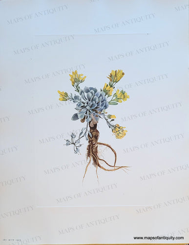 Genuine-Antique-Botanical-Print-Double-Bladderpod-flower---Physaria-didymocarpa-Hooker-Gray-1925-Mary-Vaux-Walcott-Maps-Of-Antiquity