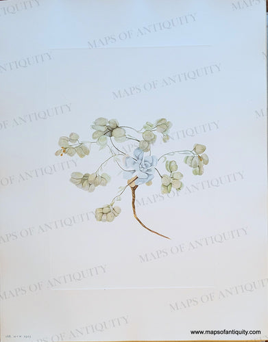 Genuine-Antique-Botanical-Print-Double-Bladderpod-fruit---Physaria-didymocarpa-Hooker-Gray-1925-Mary-Vaux-Walcott-Maps-Of-Antiquity