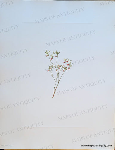 Genuine-Antique-Botanical-Print-Grouse-Whortleberry-flower---Vaccinium-scoparium-Leiberg-1925-Mary-Vaux-Walcott-Maps-Of-Antiquity