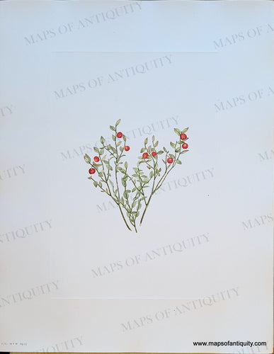 Genuine-Antique-Botanical-Print-Grouse-Whortleberry-fruit---Vaccinium-scoparium-Leiberg-1925-Mary-Vaux-Walcott-Maps-Of-Antiquity