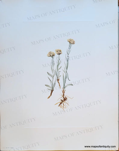 Genuine-Antique-Botanical-Print-Buff-Pussytoes-Antennaria-luzuloides-Torrey-and-Gray-1925-Mary-Vaux-Walcott-Maps-Of-Antiquity