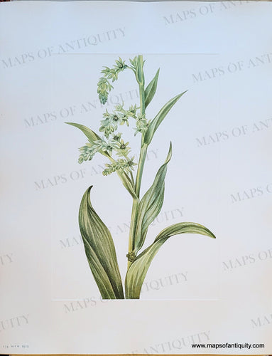 Genuine-Antique-Botanical-Print-Green-Bearcabbage-Veratrum-viride-Aiton-1925-Mary-Vaux-Walcott-Maps-Of-Antiquity
