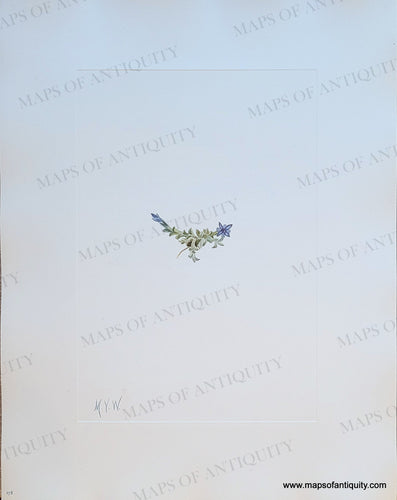 Genuine-Antique-Botanical-Print-Moss-Gentian-Gentiana-prostrata-Haenke-1925-Mary-Vaux-Walcott-Maps-Of-Antiquity