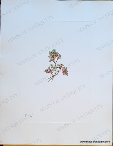 Genuine-Antique-Botanical-Print-Low-Whortleberry-Vaccinium-caespitosum-Michaux-1925-Mary-Vaux-Walcott-Maps-Of-Antiquity