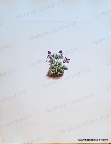 Genuine-Antique-Botanical-Print-Purple-Mountain-Violet-Viola-adunca-J-E-Smith-1925-Mary-Vaux-Walcott-Maps-Of-Antiquity