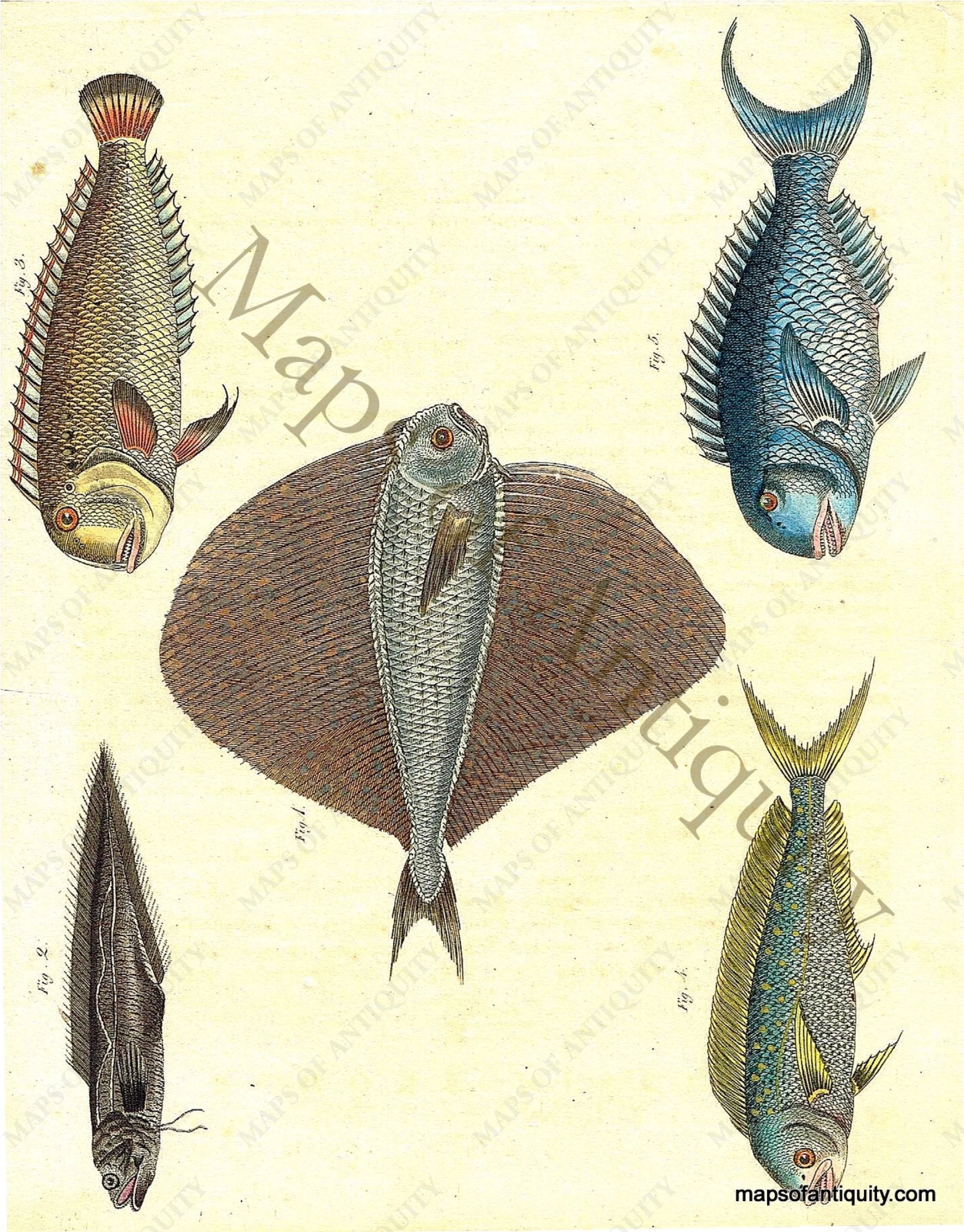 C. 1836 ANTIQUE FISH PRINT - original antique print - sea life print - flat fish print - popular flounder print - sole print